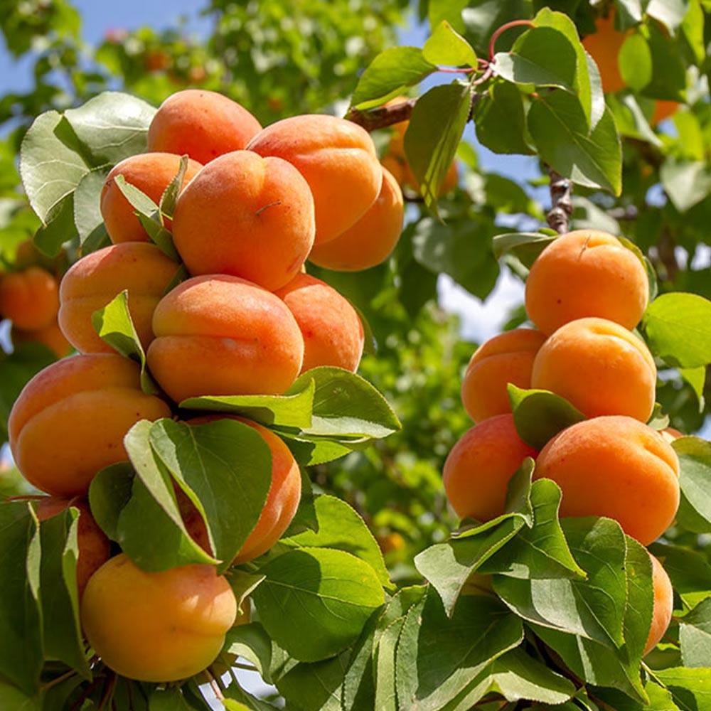 Valori nutrizionali albicocca